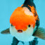 ADORABLE A Grade Tricolor Oranda Male 5-5.5 inches #082225OR_16