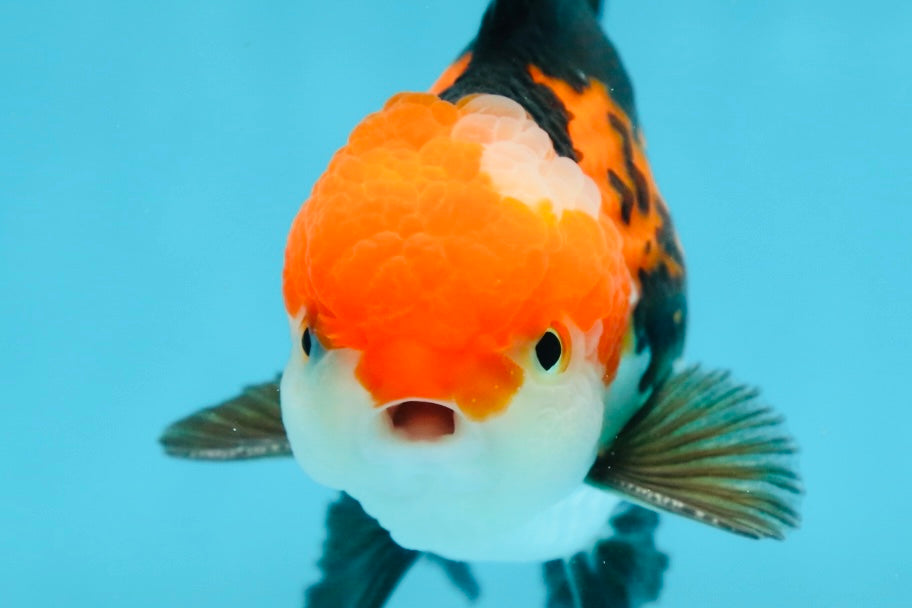 ADORABLE A Grade Tricolor Oranda Male 5-5.5 inches #082225OR_16