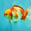 A Grade Kohaku Red White Oranda Male 6 inches #081426OR_09