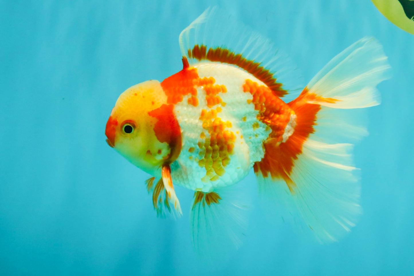 A Grade Kohaku Red White Oranda Male 6 inches #081426OR_09