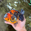 CHUNKY A Grade Panda Yuanbao Male 5.5-6  inches #082126YB_30