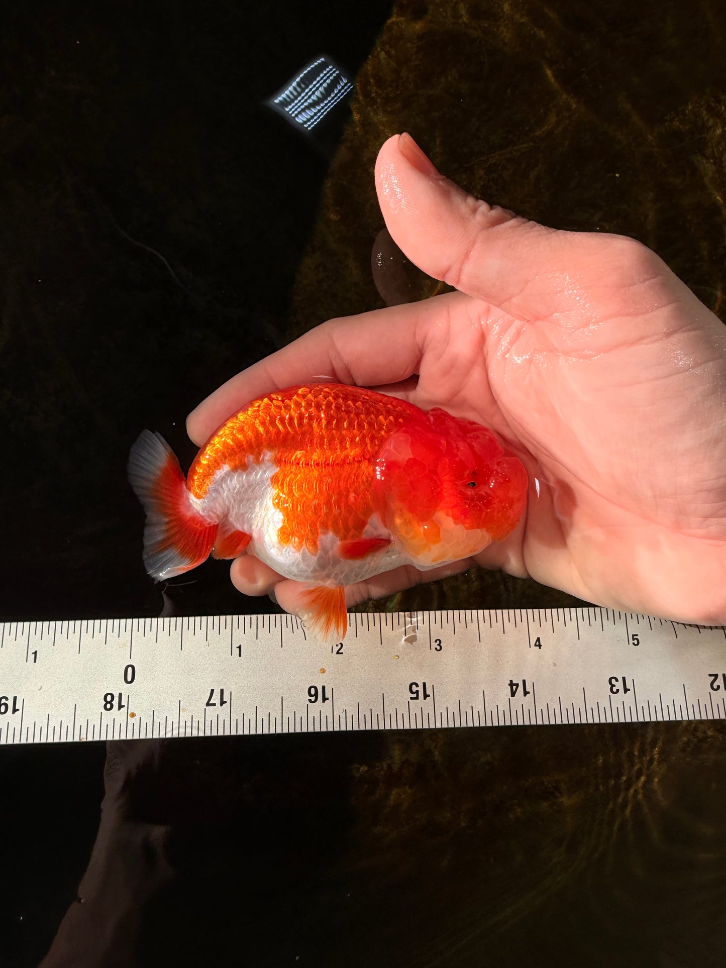 A Grade Red White LionQueen 4 inches #102425LC_09