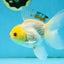 Little Chicken Lemonhead Oranda Male 4.5 inches #011725OR_03