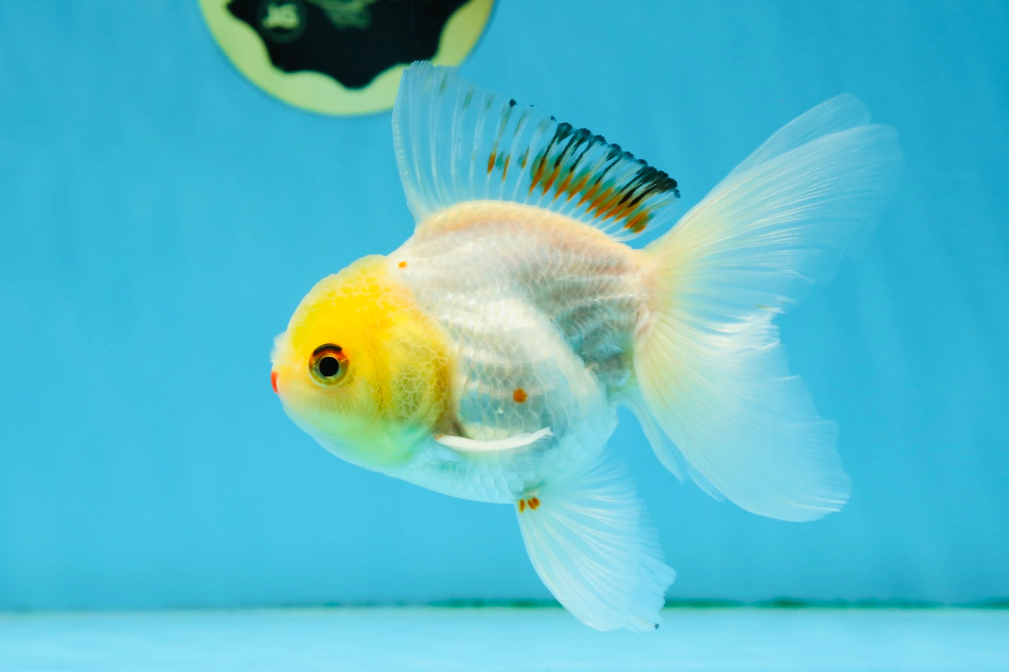 Little Chicken Lemonhead Oranda Male 4.5 inches #011725OR_03