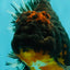 GIANT AAA Grade Red Head Kirin Oranda Male 7-7.5  inches #070326OR_05