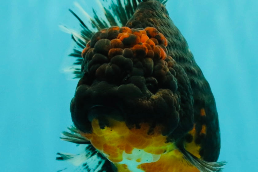 GIANT AAA Grade Red Head Kirin Oranda Male 7-7.5  inches #070326OR_05