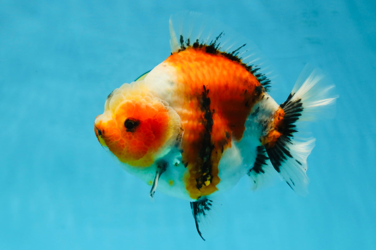 AAA Grade Big Body Godzilla Ink Calico Yuanbao Female 6 inches #051625YB_12