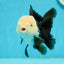 Unique AAA Grade Panda Cute Wen Button Eyes Oranda Male 4.5 inches #1004OR_39