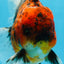 AAA Grade Young Godzilla Tiger Oranda Male 5.5 inches #080825OR_22