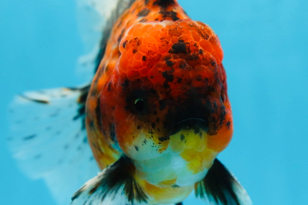 AAA Grade Young Godzilla Tiger Oranda Male 5.5 inches #080825OR_22