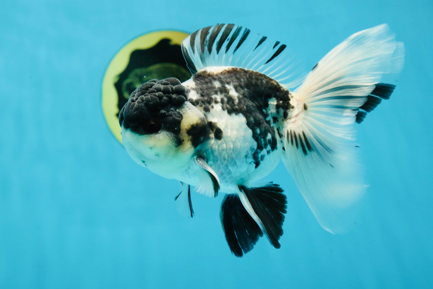 Super Panda Oranda Male 5 inches #042525OR_06