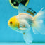 Little Chicken Lemonhead Oranda Male 4.5 inches #011725OR_03