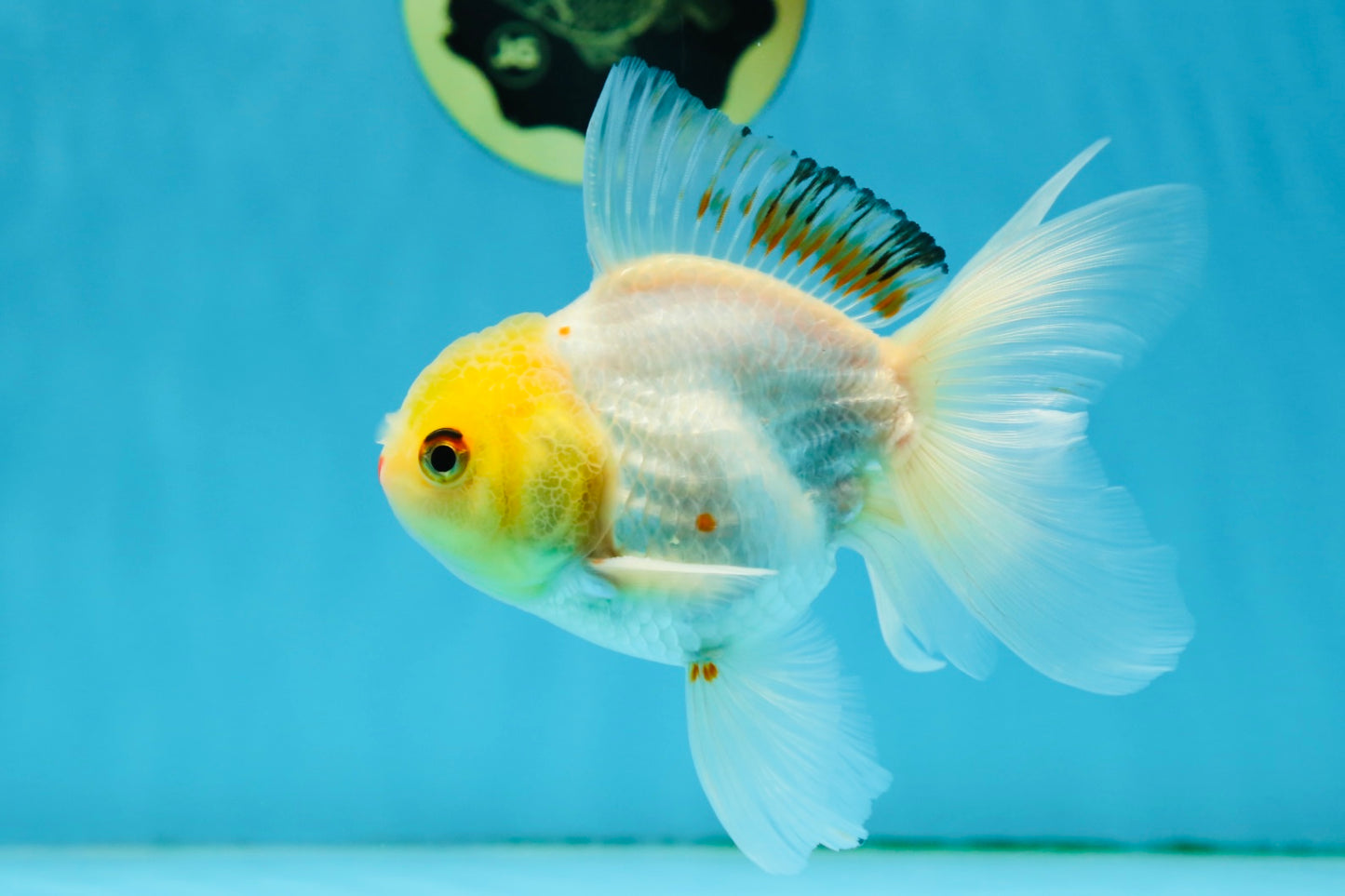 Little Chicken Lemonhead Oranda Male 4.5 inches #011725OR_03