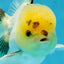 A Grade Panda Oranda Male 5 inches #052325OR_03