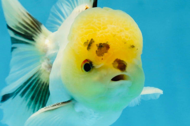 A Grade Panda Oranda Male 5 inches #052325OR_03