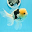 A Grade Lemonhead Panda Oranda Male 4.5 inches #0503OR_09