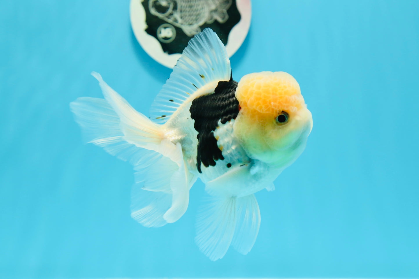 A Grade Lemonhead Panda Oranda Male 4.5 inches #0503OR_09