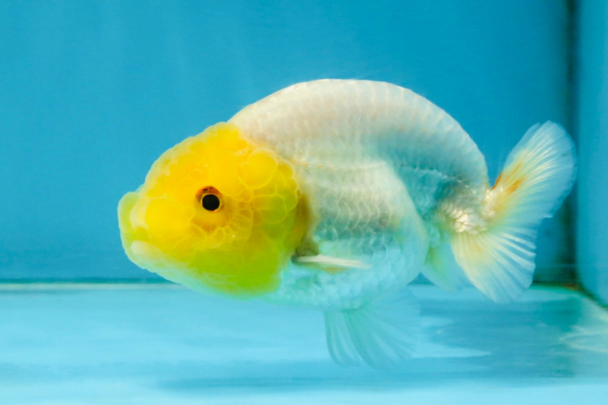 White Lionchu Female 3.5-4 inches #121225LC_14