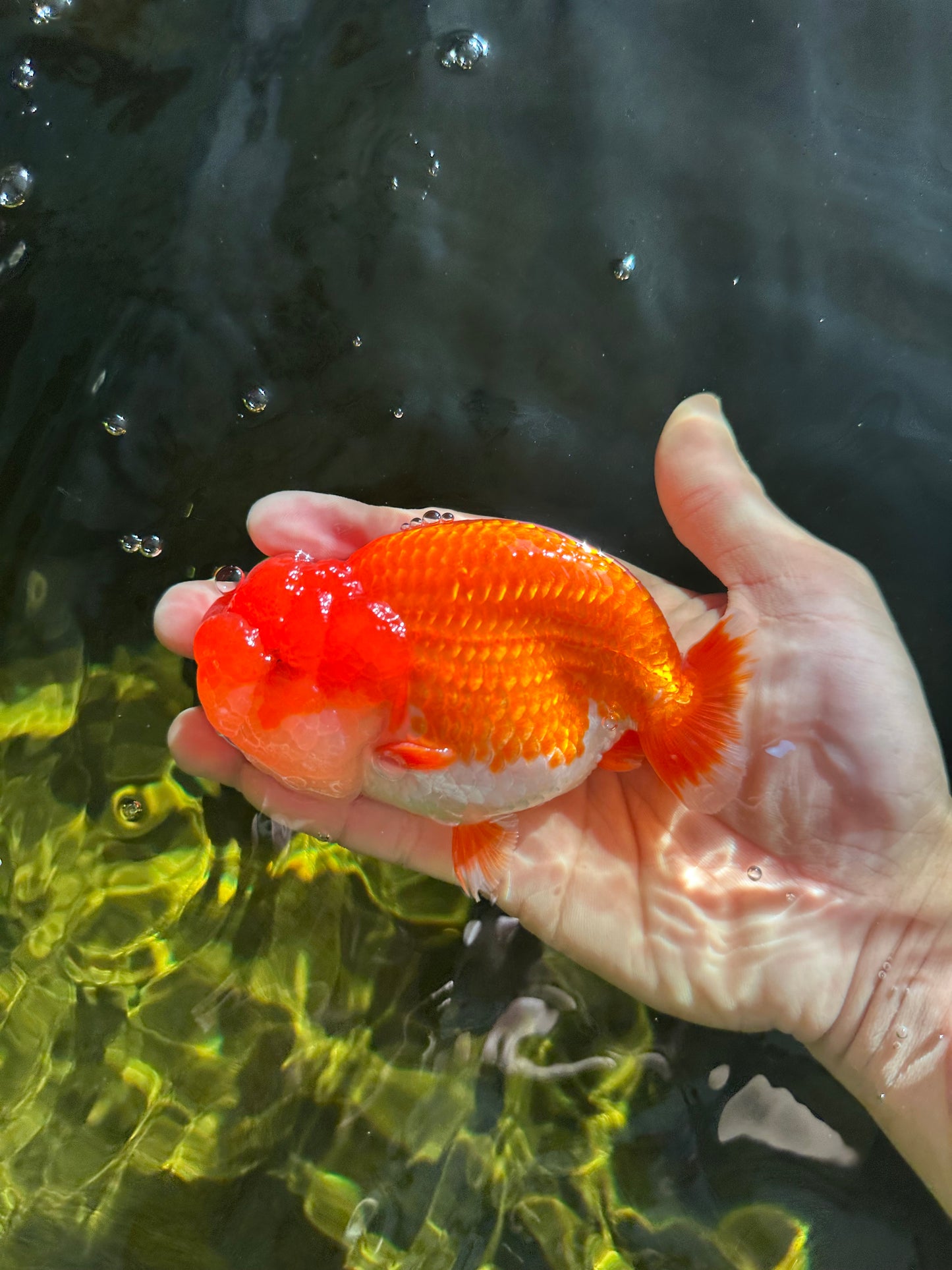 AAA Grade Red White LionKing 4.5 inches #050925LC_11