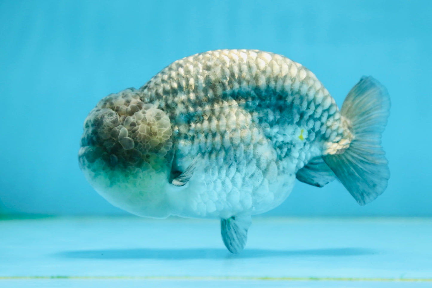 A Grade CHONKY Blue LionKing 5-5.5 inches #082925LC_17