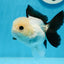 A Grade Panda Button Eyes Oranda Female 4-4.5 inches #0830OR_01