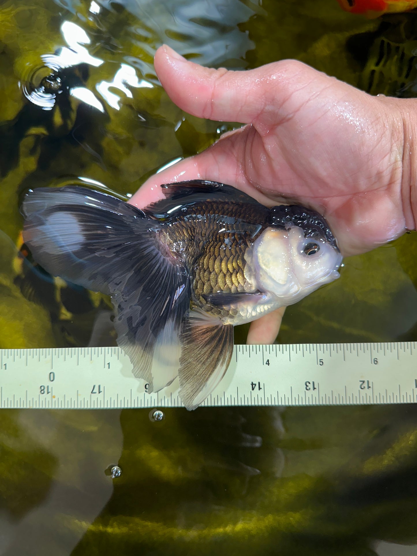 Panda Oranda Female 5.5 inches #100325OR_17