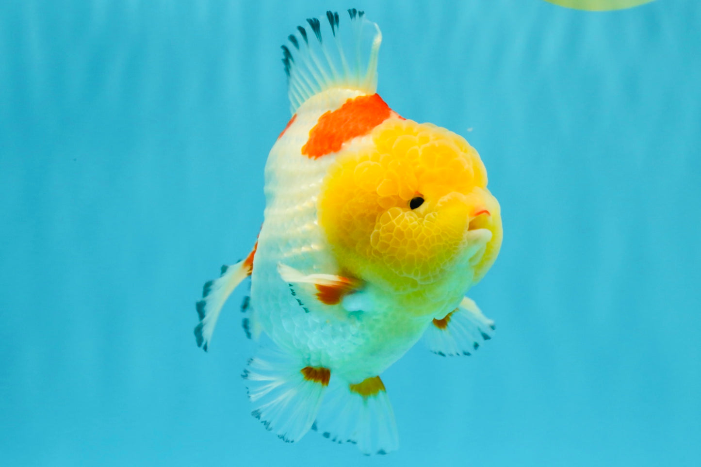 CHUBBY AAA Grade Godzilla Red White Lipstick Yuanbao Male 5-5.5 inches #022726YB_04