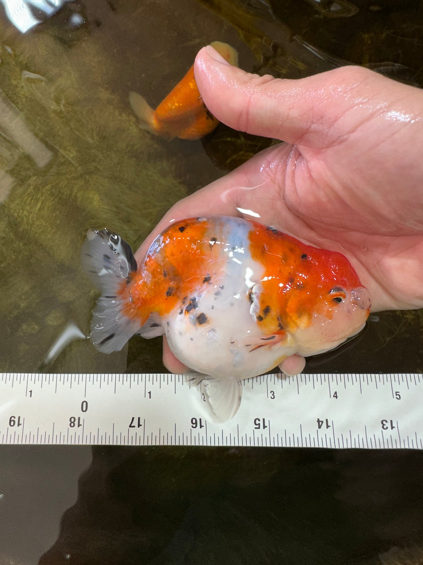 A Grade Freckled Chubby Calico LionKing 4.5 inches #062025LC_07