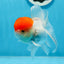 A Grade Red Cap Oranda Female 5 inches #0913OR_15