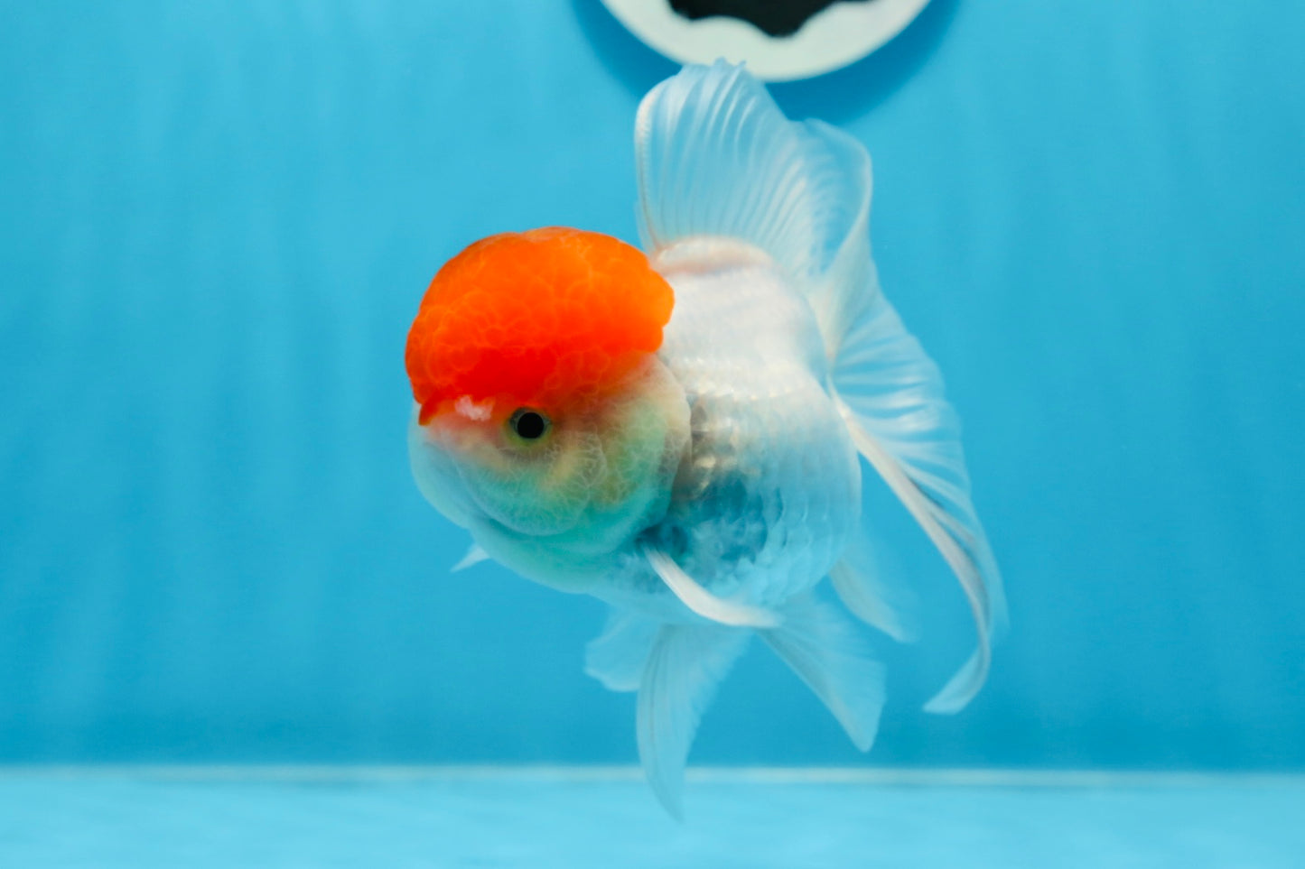 Oranda hembra de gorra roja de grado A, 5 pulgadas, n.° 0913OR_15