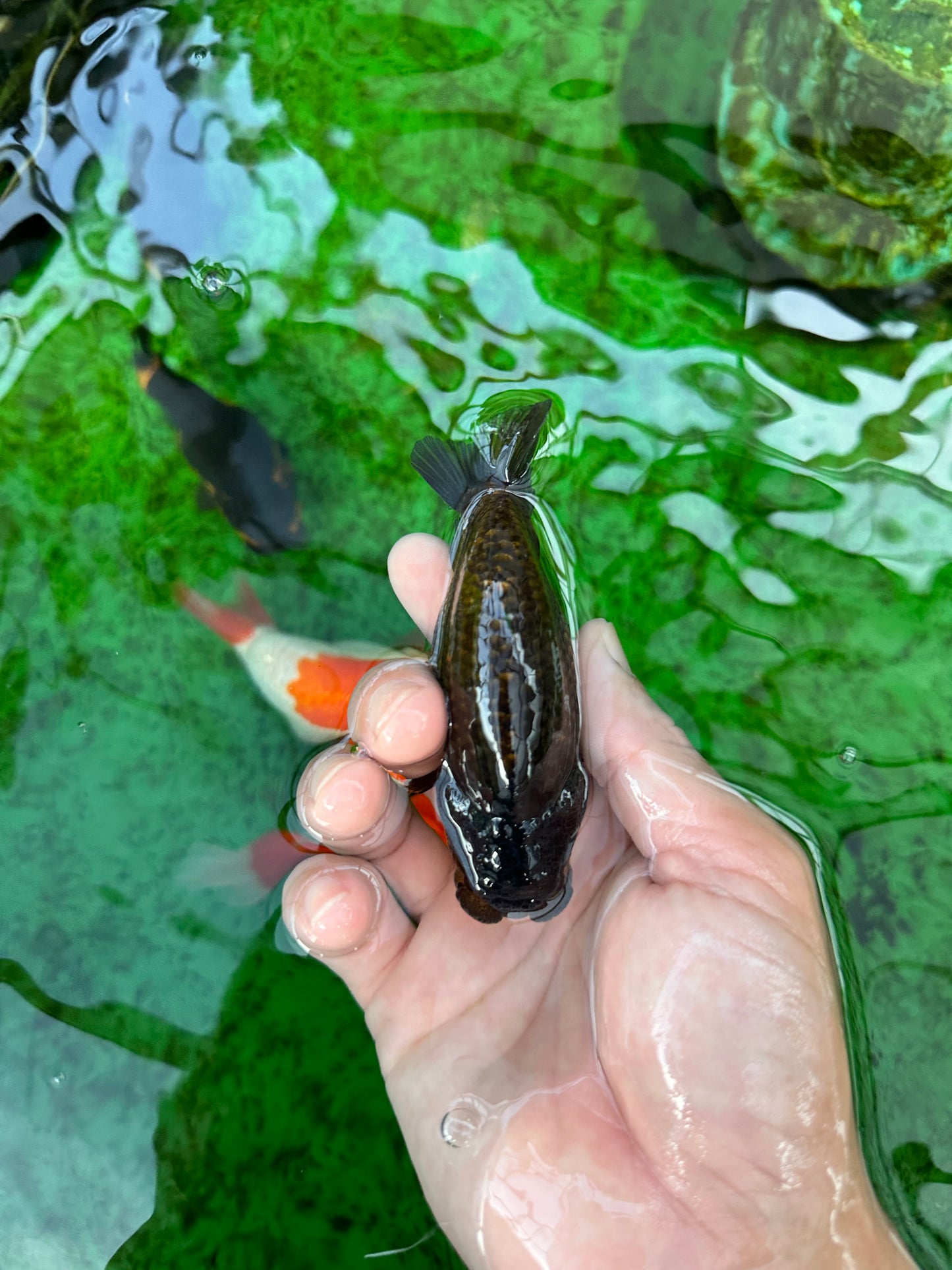 Cuerpo fuerte, estructura de cobre negro, macho Ranchu, 4 pulgadas #0706RC_24