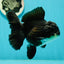 A Grade Impressive Black Oranda Male 5 inches #102524OR_10