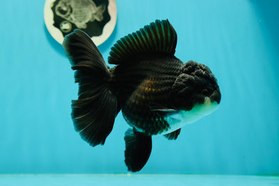 A Grade Impressive Black Oranda Male 5 inches #102524OR_10