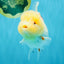 BEAUTY A Grade Red White Oranda Female 5.5 inches #040326OR_06