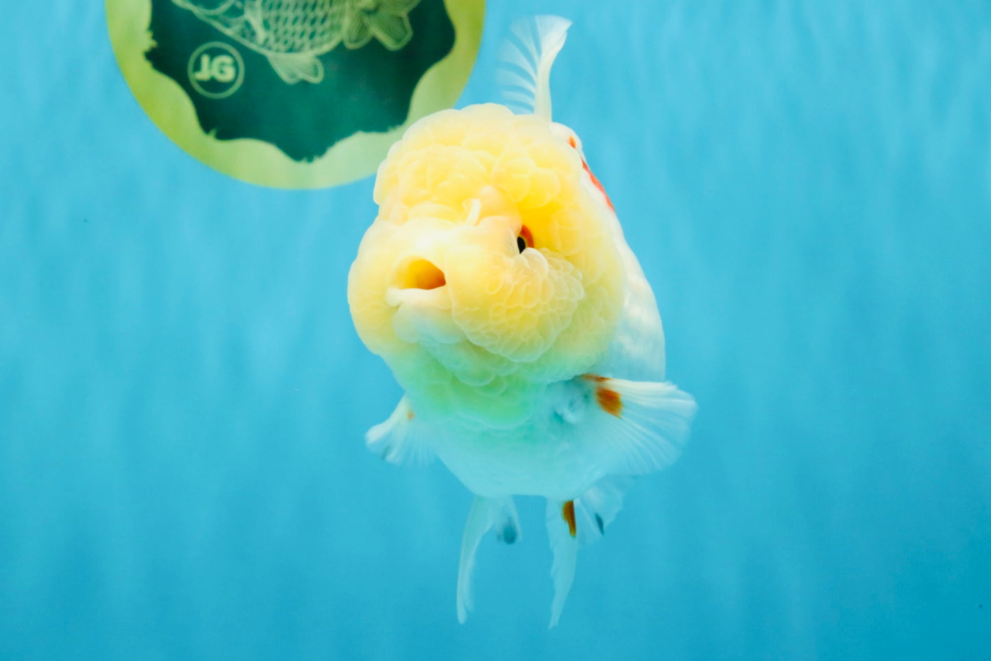 BEAUTY A Grade Red White Oranda Female 5.5 inches #040326OR_06