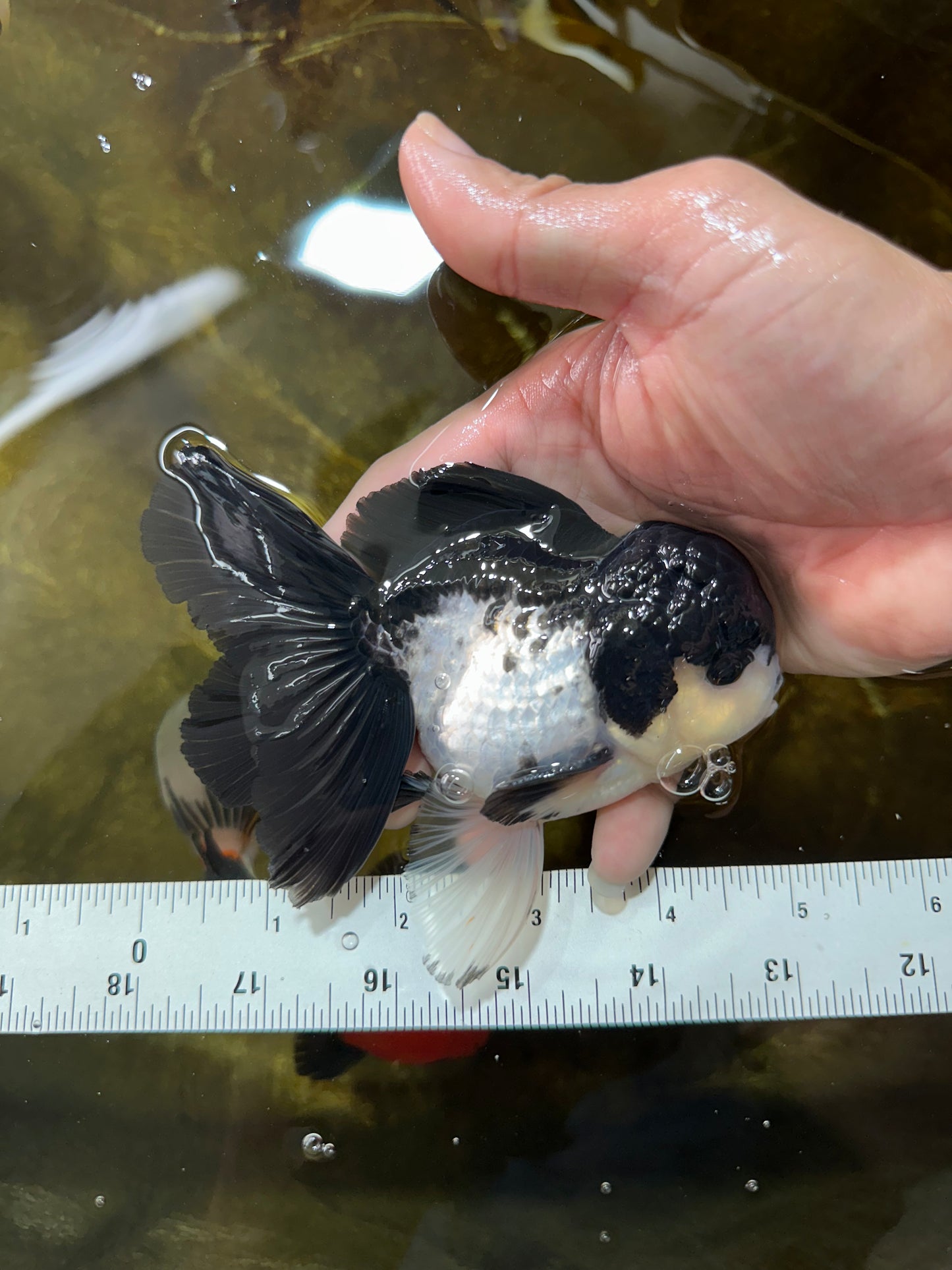 A Grade Panda Button Eyes Oranda Male 5 inches #080825OR_02