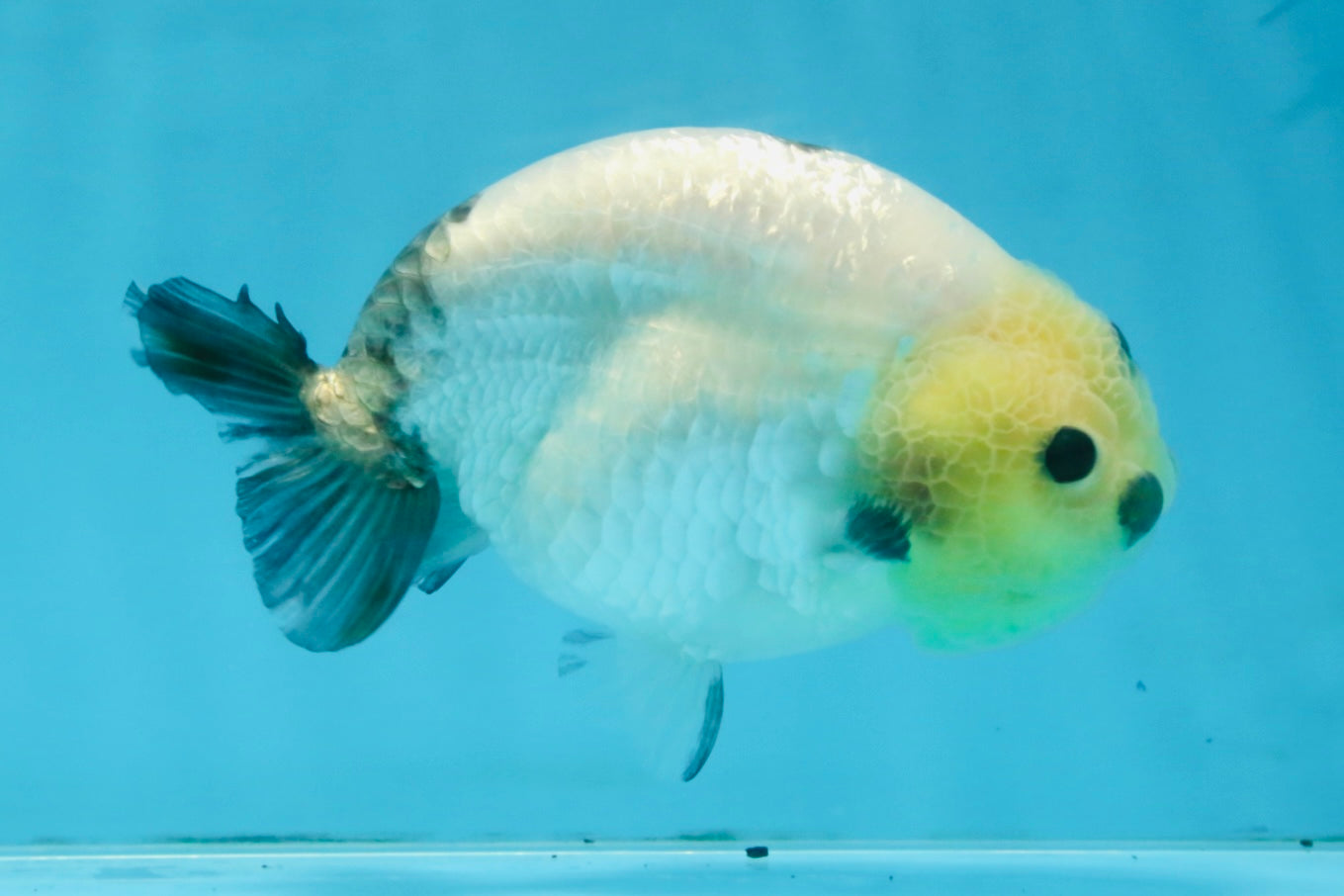 A Grade Chinese Cow Ranchu Male 4.5-5 inches #110725RC_13