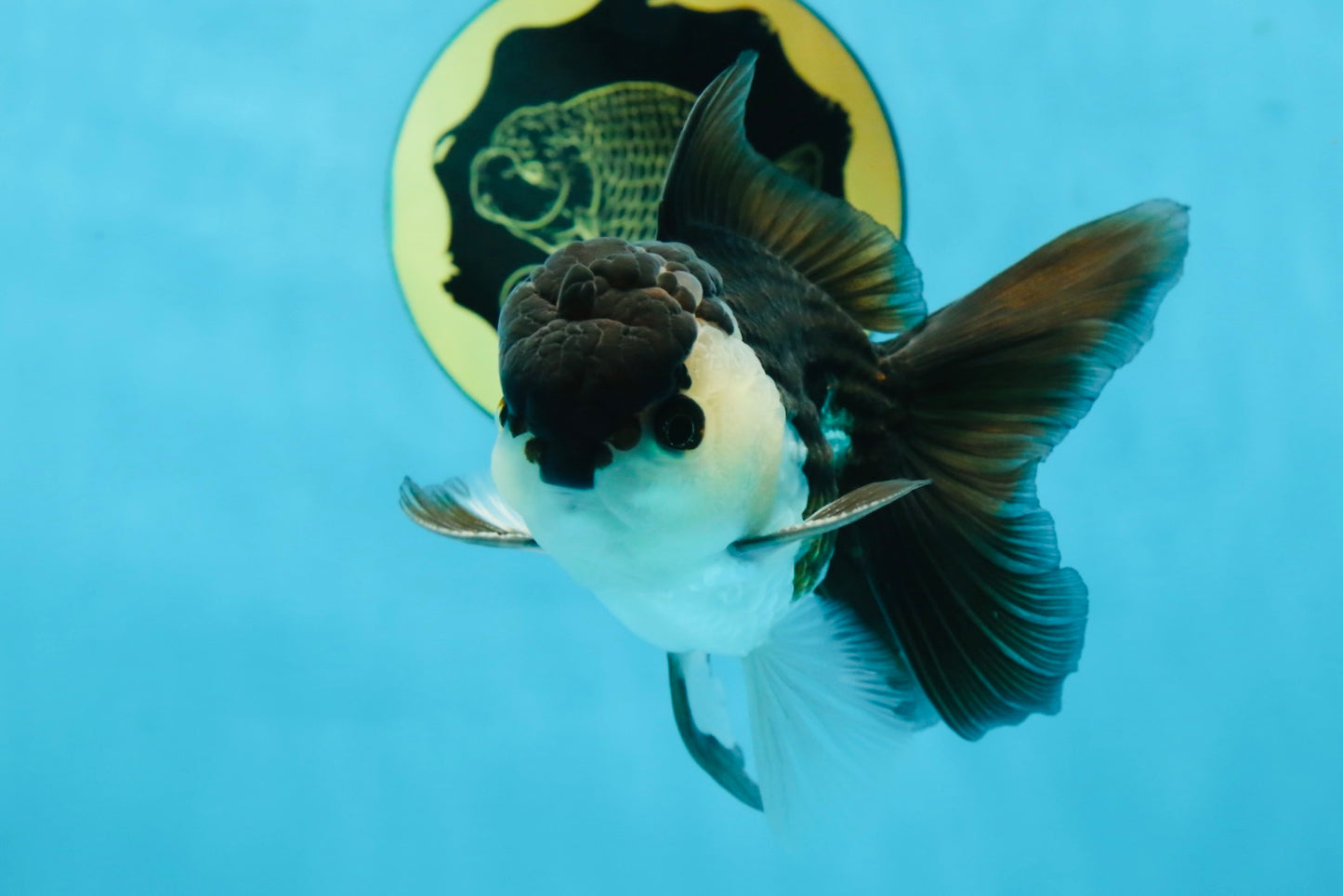 A Grade Young Panda Button W Oranda Male 4.5-5 inches #061325_06