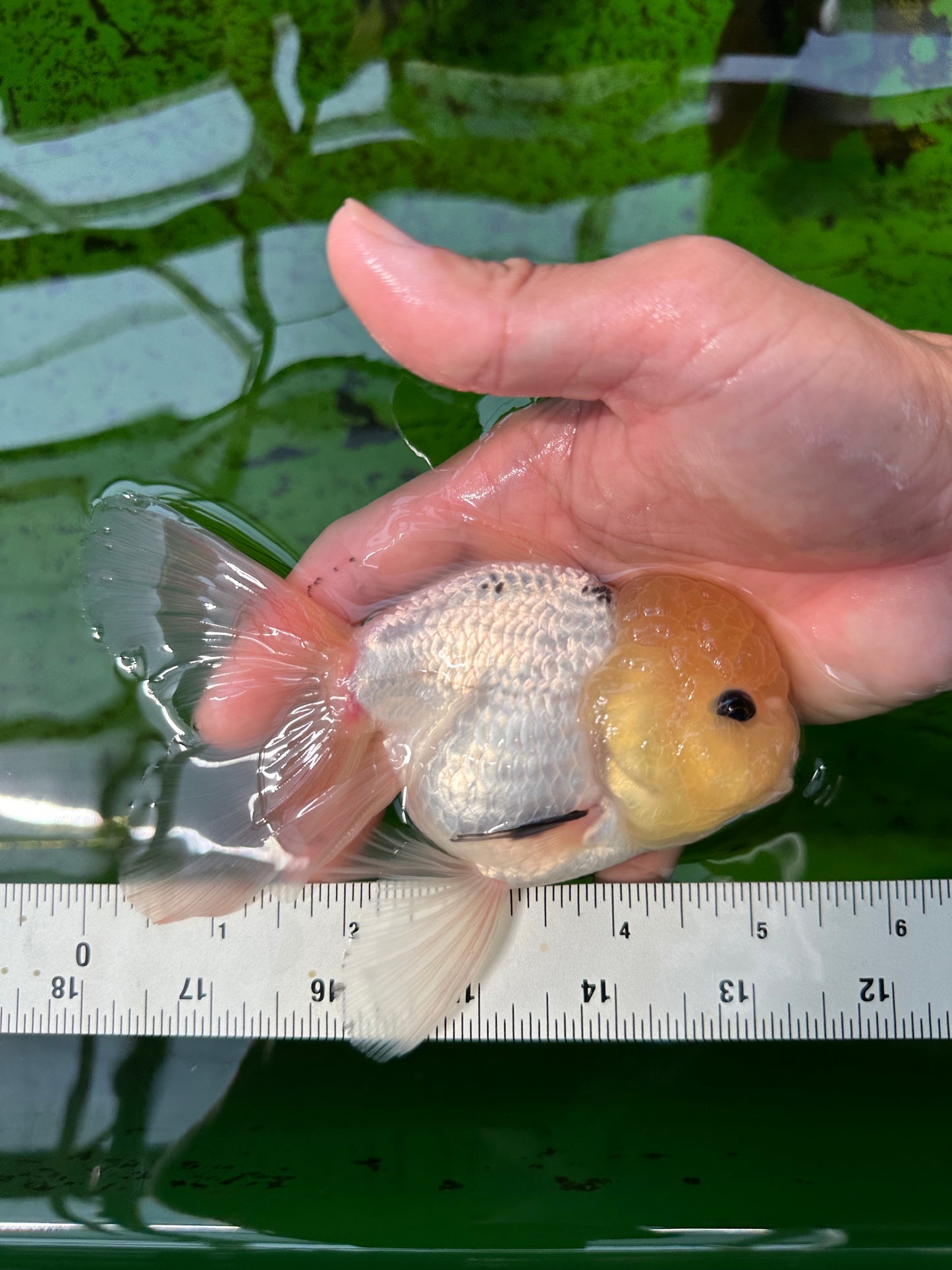 Panda cabeza de limón de grado AAA con ojos de botón Oranda macho de 5 a 5,5 pulgadas n.º 0913OR_13