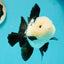 A Grade Cheeky Panda Button Eyes  Oranda Male 4.5 inches #111524OR_24