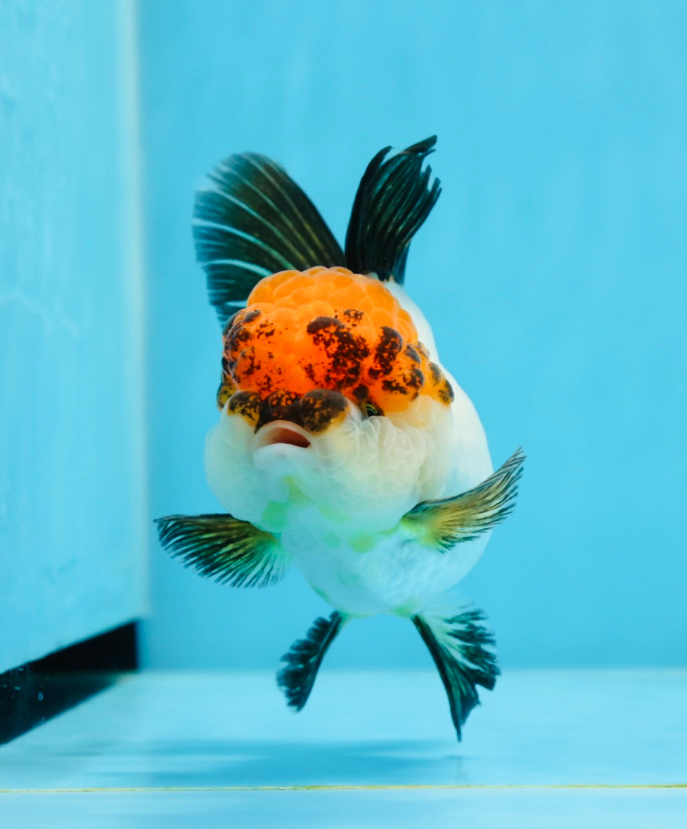 Tricolor Oranda Female 4.5 inches #0920OR_30