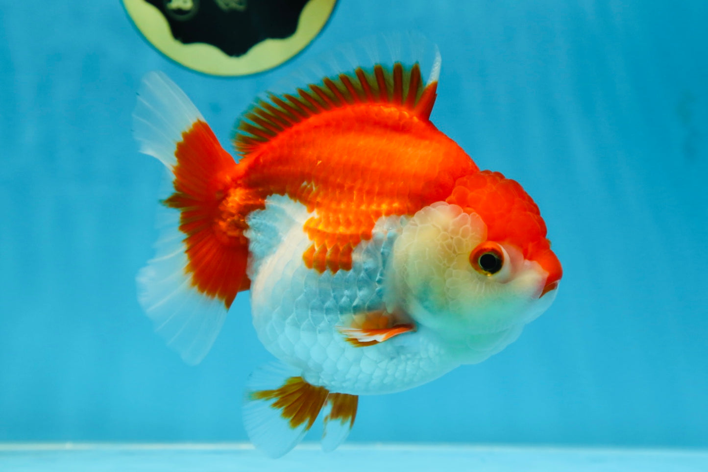 A Grade Red White Yuanbao 5.5 inches #080825YB_27