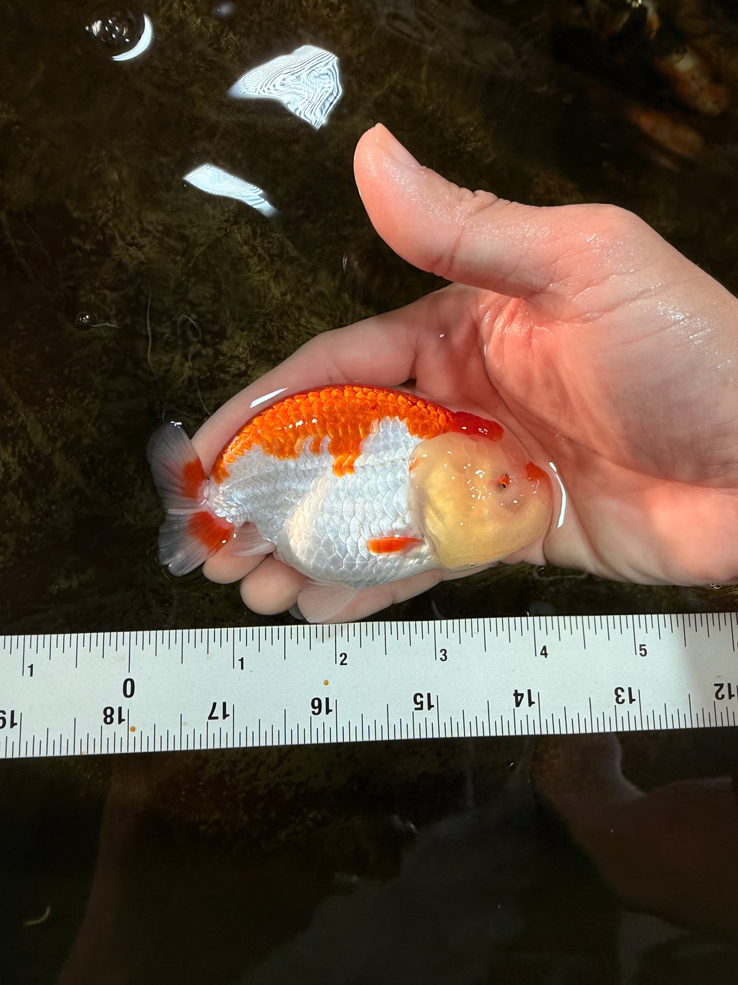 FLUFFY AAA Grade Red White LionQueen 4 inches #101725LC_02