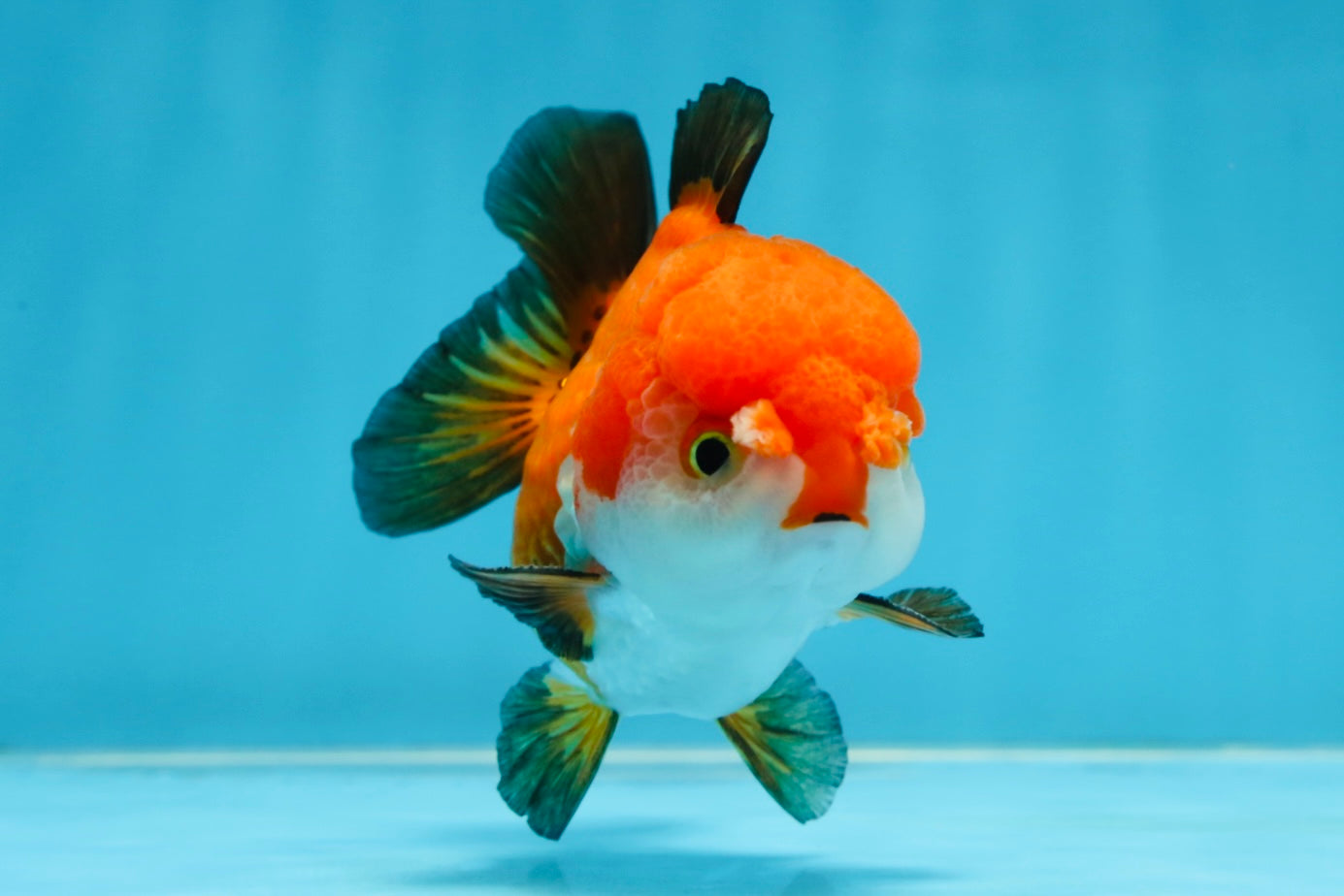 SUPER CUTE Tricolor Yuanbao Male 4.5 inches #071125YB_18