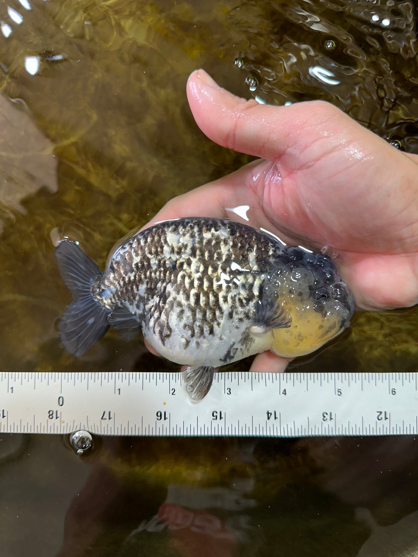 AAA Grade White Tiger LionQueen 5-5.5 inches #091225LC_08