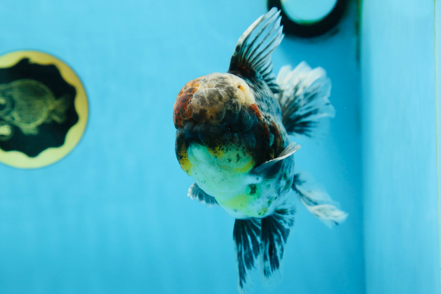 A Grade Kirin Oranda Male 6 inches #080125OR_09