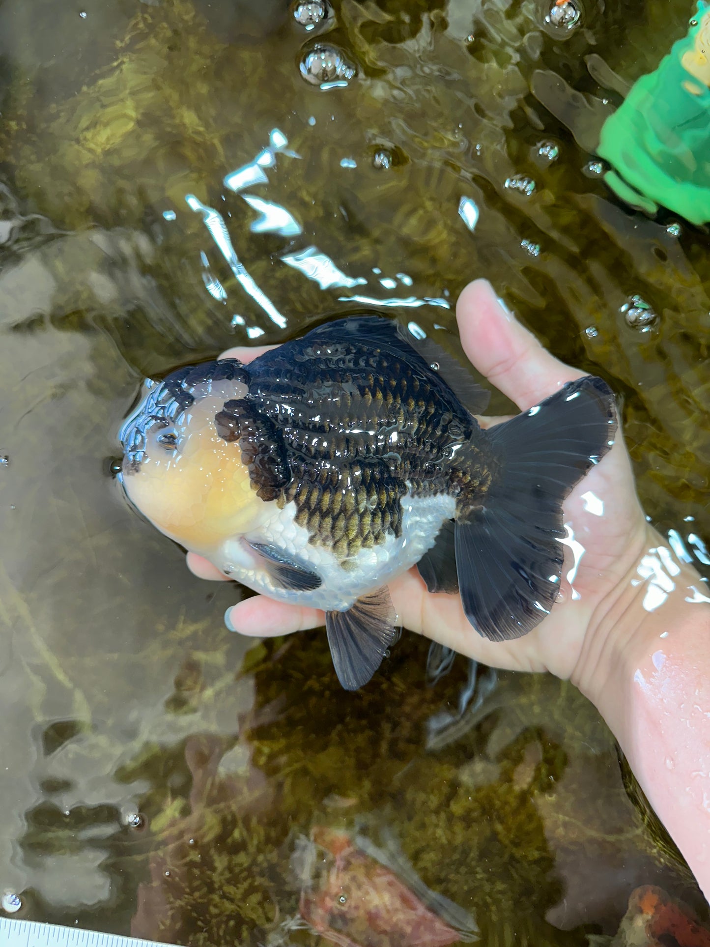 AAA Grade Panda Yuanbao Male 6 inches #091225YB_01