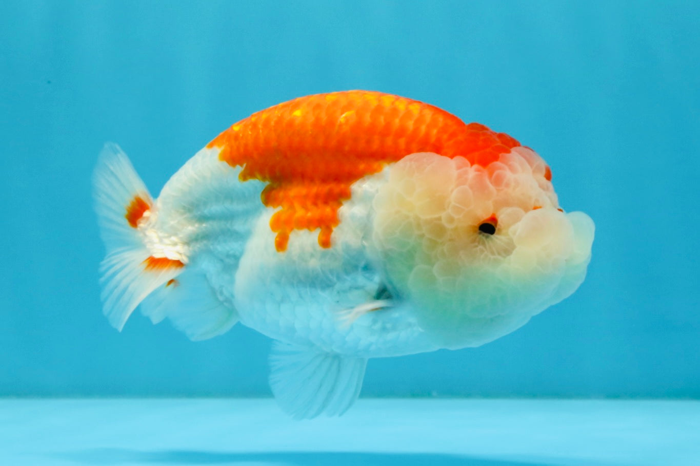 ADORABLE A Grade Red White LionKing 5 inches #032726LC_23