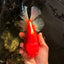 A Grade Red White Oranda Female 6.5-7 inches #050826OR_06