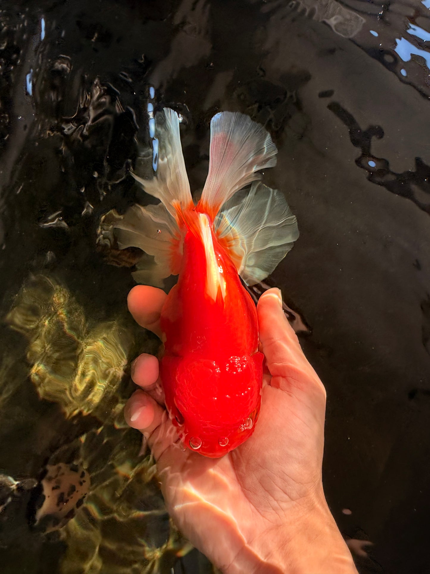 A Grade Red White Oranda Female 6.5-7 inches #050826OR_06